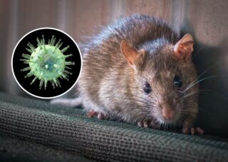 hantavirus image
